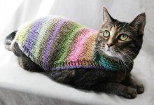 Bild von Bilder Bkh Katzen bilder fürs handy