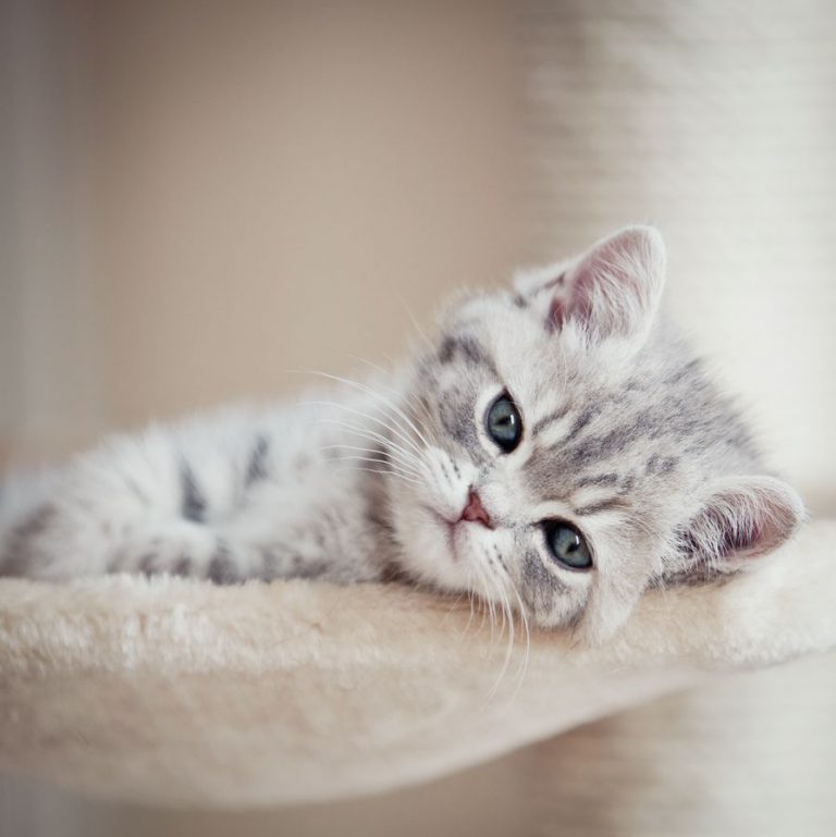 Bilder Für Katzen