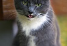 Bild von Bilder Hauskatze bilder fürs handy