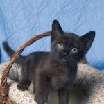 Bilder Hunde 150x150 - Funny Kitty Pictures Bilder