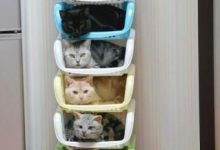 Bild von Bilder Kartäuser Katzen Bilder Kostenlos bilder fürs handy