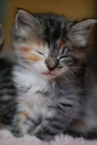 Bilder Katzen Kostenlos 200x300 - Cute Kitty Pics Bilder