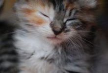 Bild von Bilder Katzen Kostenlos bilder fürs handy