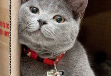 Bild von Bilder Katzen Lustig bilder fürs handy