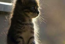 Bild von Bilder Katzenbabys bilder fürs handy