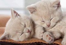 Bild von Bilder Katzenrassen bilder fürs handy
