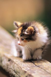 Bilder Linien 200x300 - A Cute Cat Picture Bilder