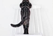 Bild von Bilder Lustige Katzen bilder fürs handy