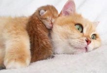 Bild von Bilder Mit Katze bilder fürs handy