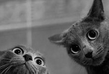 Bild von Bilder Mit Katzen bilder fürs handy