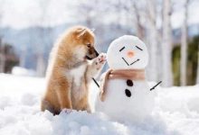 Bild von Bilder Mit Nikolaus bilder fürs handy
