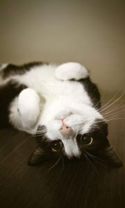 Bilder Perserkatze 180x300 - Super Funny Cat Pics Bilder