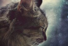 Bild von Bilder Rassekatzen Bilder Kostenlos bilder fürs handy