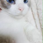Bilder Rote Katzen 150x150 - Funny Kitty Pictures Bilder