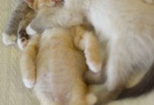 Bild von Bilder Tiere bilder fürs handy