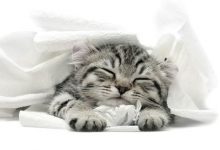 Bild von Bilder Von Babykatzen bilder fürs handy