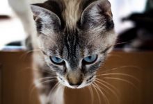 Bild von Bilder Von Einer Katze bilder fürs handy