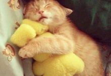 Bild von Bilder Von Hauskatzen bilder fürs handy