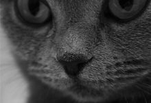 Bild von Bilder Von Hauskatzen Bilder Kostenlos bilder fürs handy