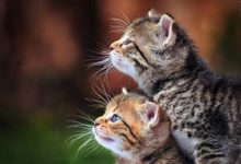 Bild von Bilder Von Katzen Kostenlos bilder fürs handy