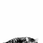 Bilder Von Katzen Und Hunden 150x150 - Kurzhaar Katzenrassen