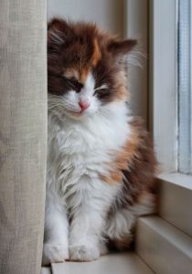 Bilder Von Katzen Zum Ausdrucken 210x300 - Cute Cat Pictures Download Bilder