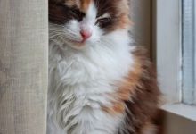 Bild von Bilder Von Katzen Zum Ausdrucken bilder fürs handy