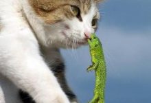 Bild von Bilder Von Katzen Zum Ausmalen bilder fürs handy