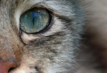 Bild von Bilder Von Katzenbabys bilder fürs handy