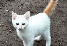 Bild von Bilder Von Katzenrassen bilder fürs handy