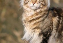 Bild von Bilder Von Kleinen Katzen bilder fürs handy
