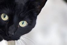 Bild von Bilder Von Lustigen Katzen bilder fürs handy