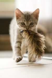 Bilder Von Süßen Katzen
