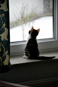 Bilder Von Süßen Katzenbabys