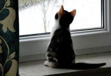 Bild von Bilder Von Süßen Katzenbabys bilder fürs handy
