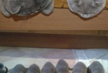 Bild von Bildschirmhintergrund Katze bilder fürs handy