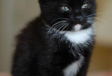 Bild von Birma Kitten bilder fürs handy