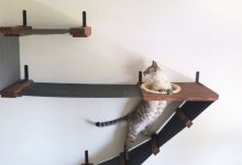 Bild von Bkh Katzen Fotos bilder fürs handy