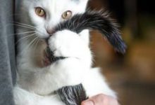 Bild von Bkh Katzen Kaufen bilder fürs handy