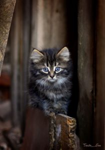 Black Cat Pictures Bilder 210x300 - Kleine Süße Babykatzen