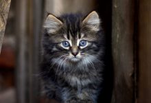 Bild von Black Cat Pictures Bilder fürs handy