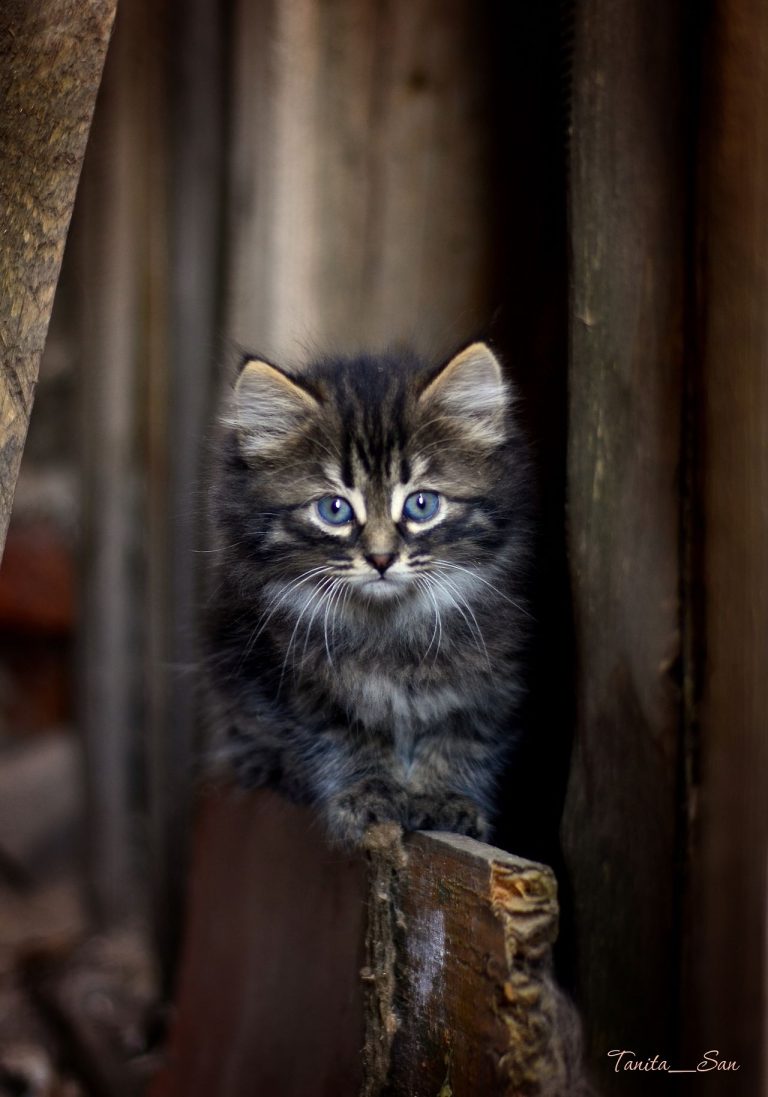 Süße Katzen Mit Sprüchen Bilder und Sprüche