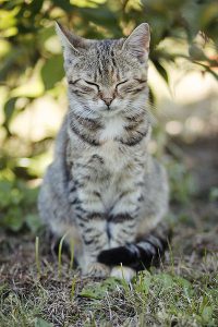 Britisch Kurzhaar 200x300 - Baby Cat Photo Gallery Bilder