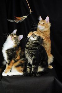 Britisch Kurzhaar Katze 199x300 - 2 cats images bilder