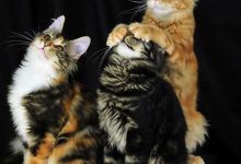 Bild von Britisch Kurzhaar Katze bilder fürs handy