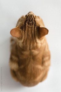 British Kurzhaar 200x300 - Gratis Ausmalbilder Katzen