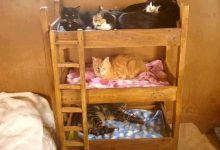 Bild von British Kurzhaar Katze Bilder Kostenlos bilder fürs handy