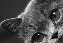 Bild von Bunte Katzen Bilder Bilder Kostenlos bilder fürs handy