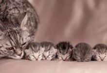 Bild von Burma Katze bilder fürs handy