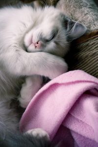 Böse Katze Bilder
